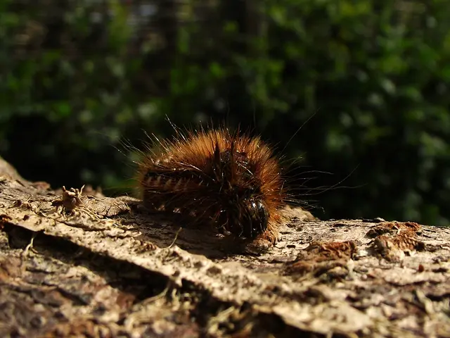 Techniques for Compassionate Control of Animal Pests using Permaculture Principles